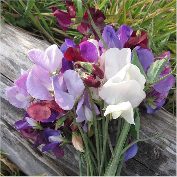 Lathyrus Wicke Mischung Samen duftend und farbenfroh Blüten