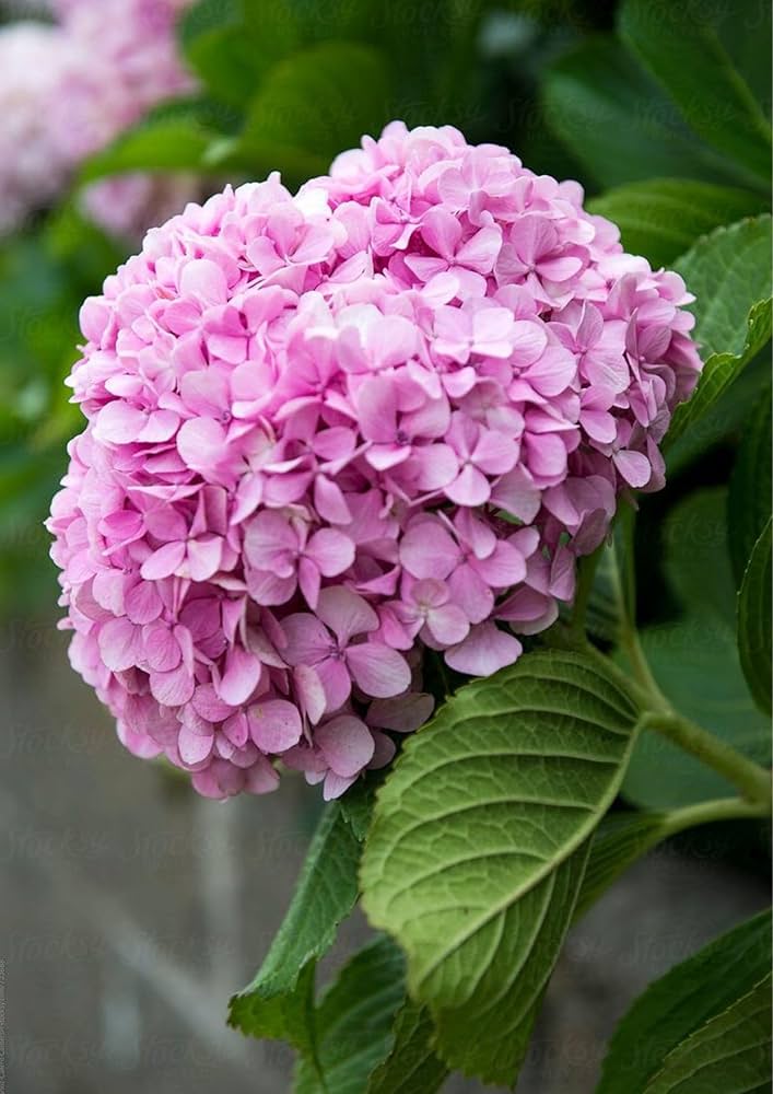 Hortensie Macrophylla Gemischt Blumensamen