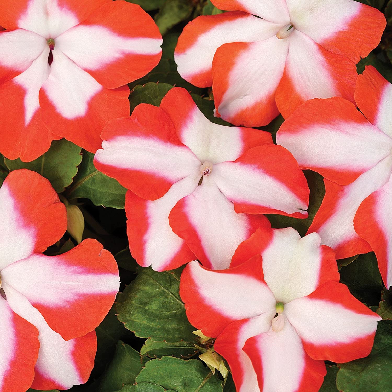 Impatiens accent premium blume mix for anpflanzung in blume bed