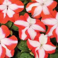 Impatiens accent premium blume mix for anpflanzung in blume bed