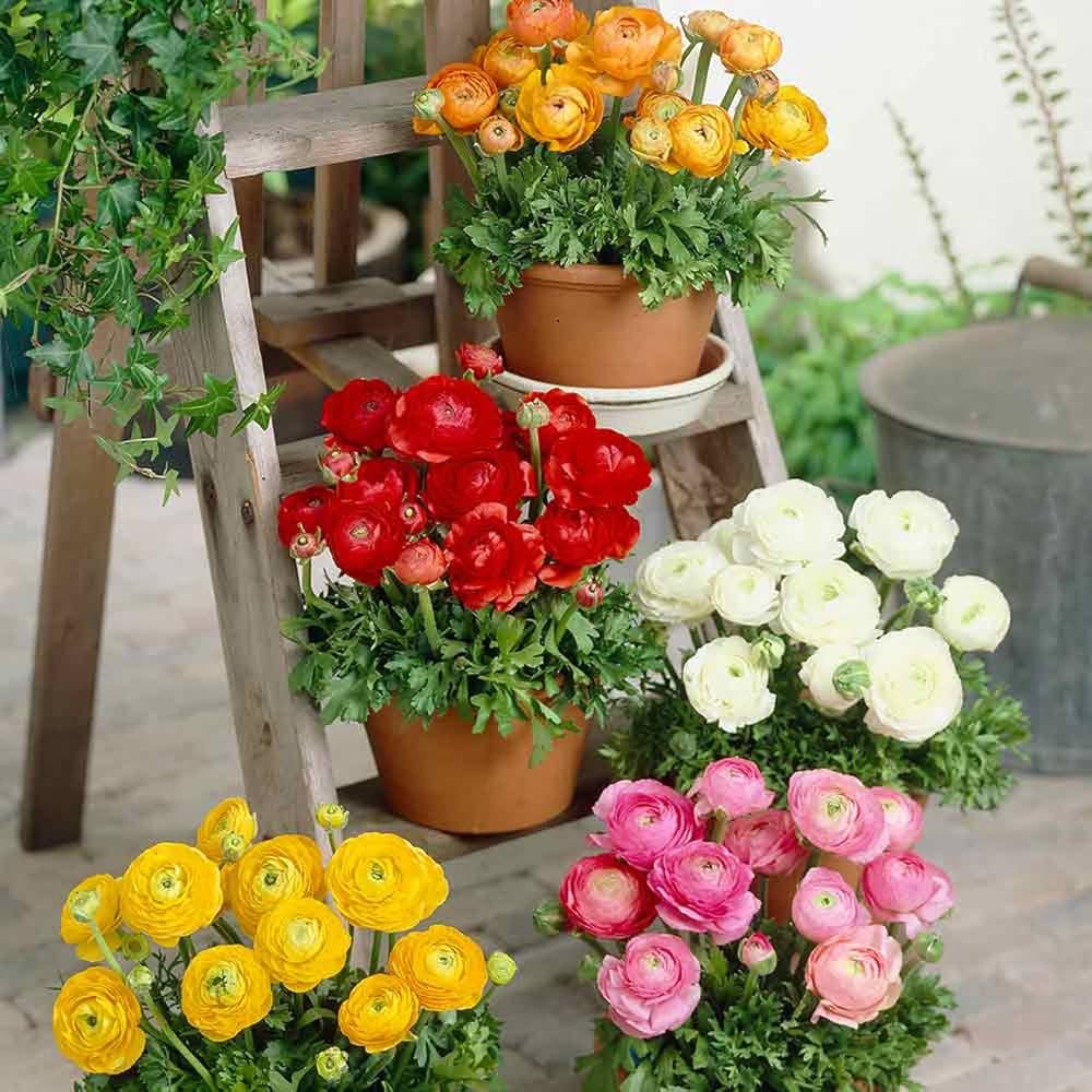 Bordeaux Ranunculus Blumensamen robust Sorte Traditionssorte ohne Gentechnik biologisch Garten Samen zur Aussaat