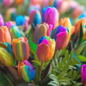 Tulips Blumensamen zur Aussaat – lang Blüte Saison – Traditionssorte & ohne Gentechnik Samen Hausgarten