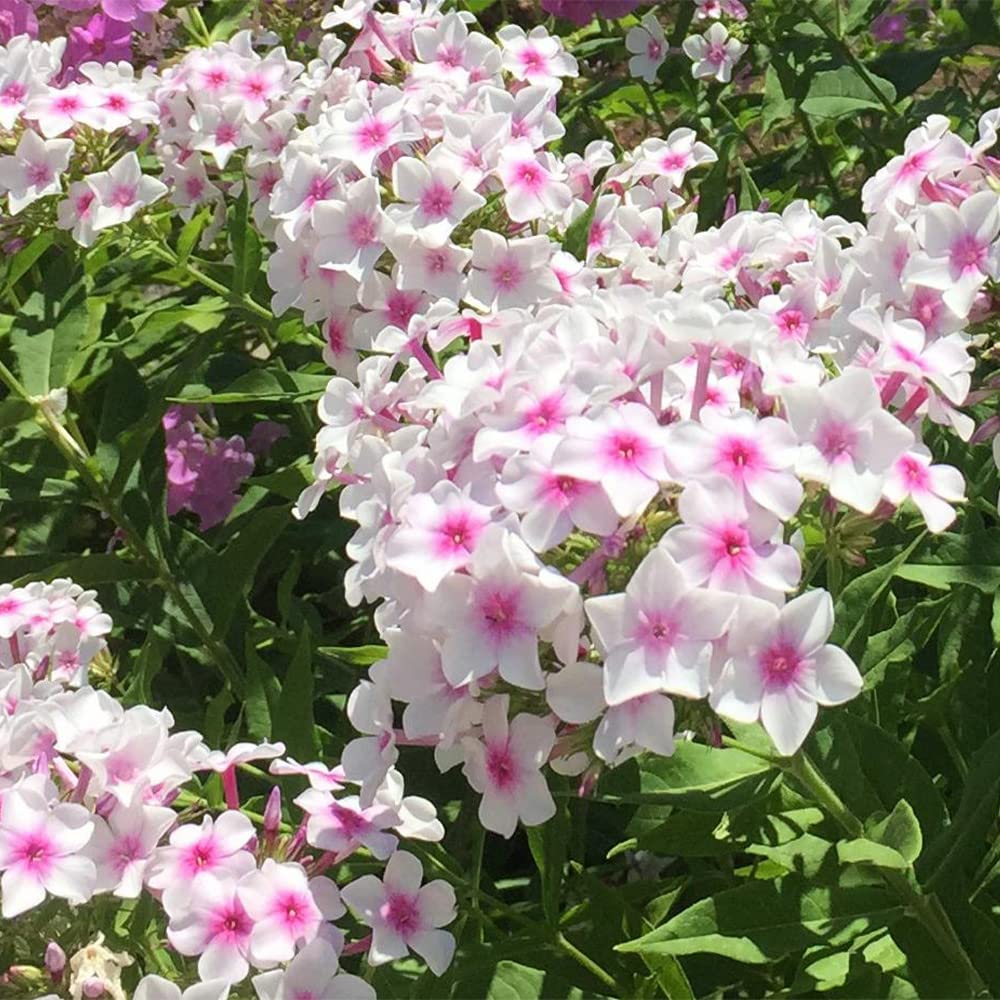 Weiß Rosa Nora Leigh Blume Samen zur Aussaat elegant Blüten Garten