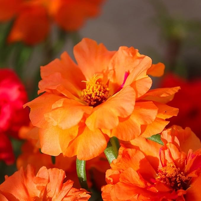 Stoppuhr Orange Portulaca Moss Rose Samen leuchtend Orange Blüten