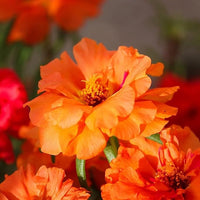 Stoppuhr Orange Portulaca Moss Rose Samen leuchtend Orange Blüten