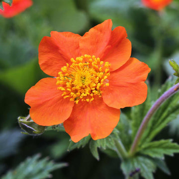 Geum Chiloense Blumensamen zur Aussaat duftend Blüten Traditionssorte & ohne Gentechnik Samen Hausgarten