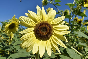 Lemon queen sunflower helianthus annuus for anpflanzung