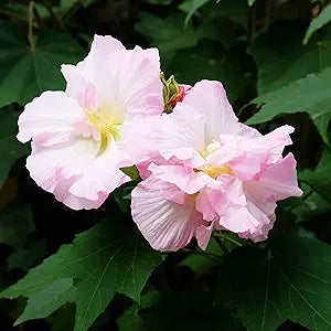 Hibiscus mutabilis confederate rose samen for color-changing garten blooms