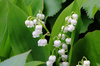 Lily of the valley blume samen for anpflanzung - seasonal bloomer, heirloom & gmo free samen for home garten
 
 sale samen for home garten