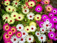 Gemischt Ice Blume Samen zur Aussaat Kollektion