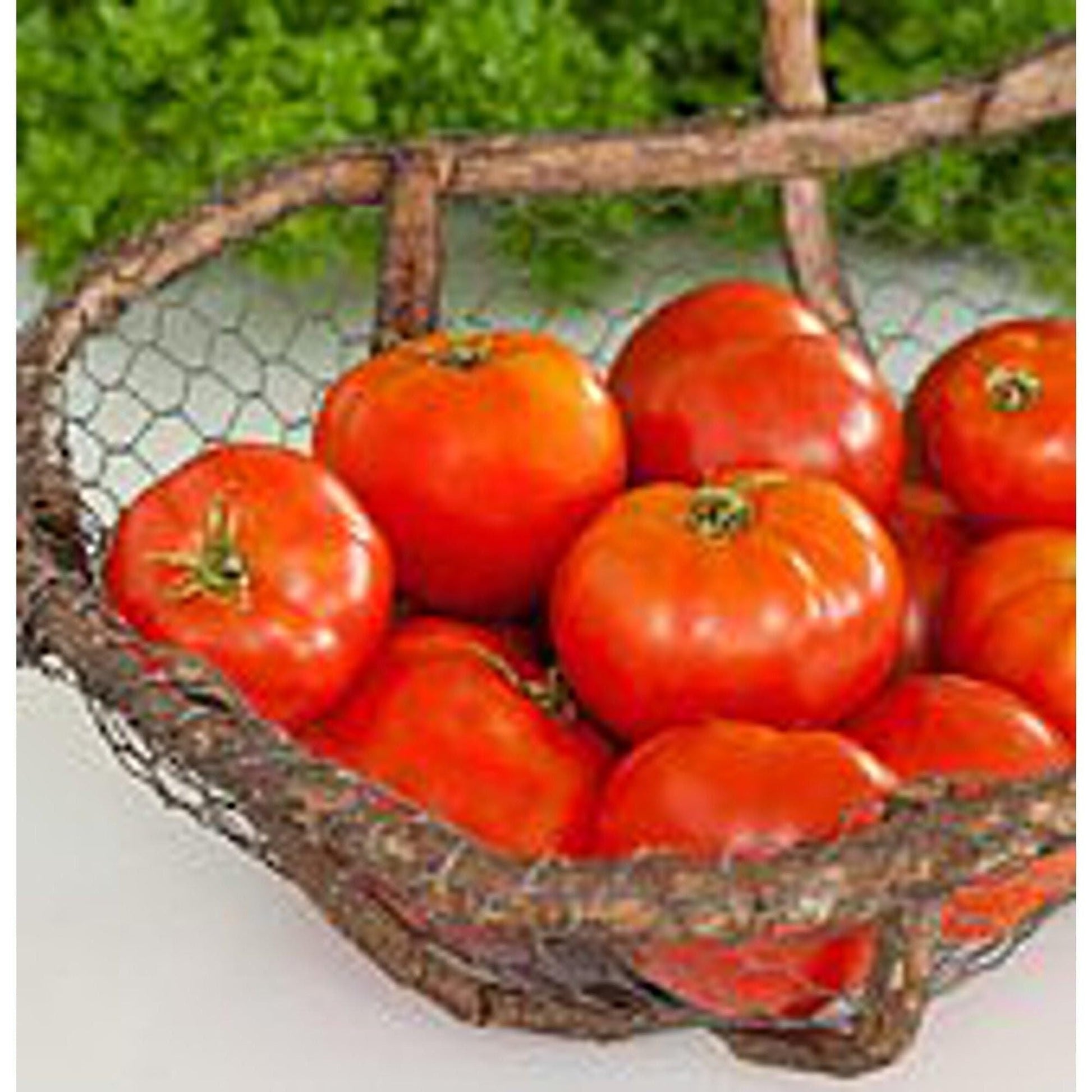 Mountain Pride Tomate Solanum lycopersicum Gemüse Samen zum Pflanzen in Gemüse Patch