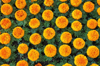 Studentenblume Samen zur Aussaat Tagetes Erecta Blume Beet vegetable Garten
