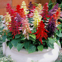 Rose Queen Salvia Samen – elegant mehrjährig Soft Rosy Blüten