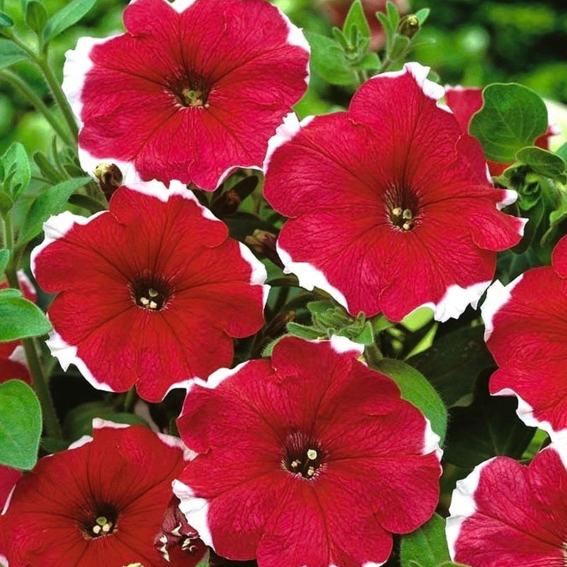 Salmon petunia freedom samen for hanging basket anpflanzung
