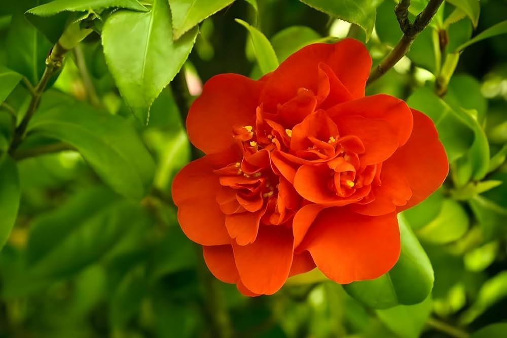 hell Orange Kamelie Blumensamen zur Aussaat – saisonal Dauerblüher – Traditionssorte & ohne Gentechnik Samen Hausgarten