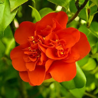 hell Orange Kamelie Blumensamen zur Aussaat – ideal Rabatten – Traditionssorte & ohne Gentechnik Samen Hausgarten