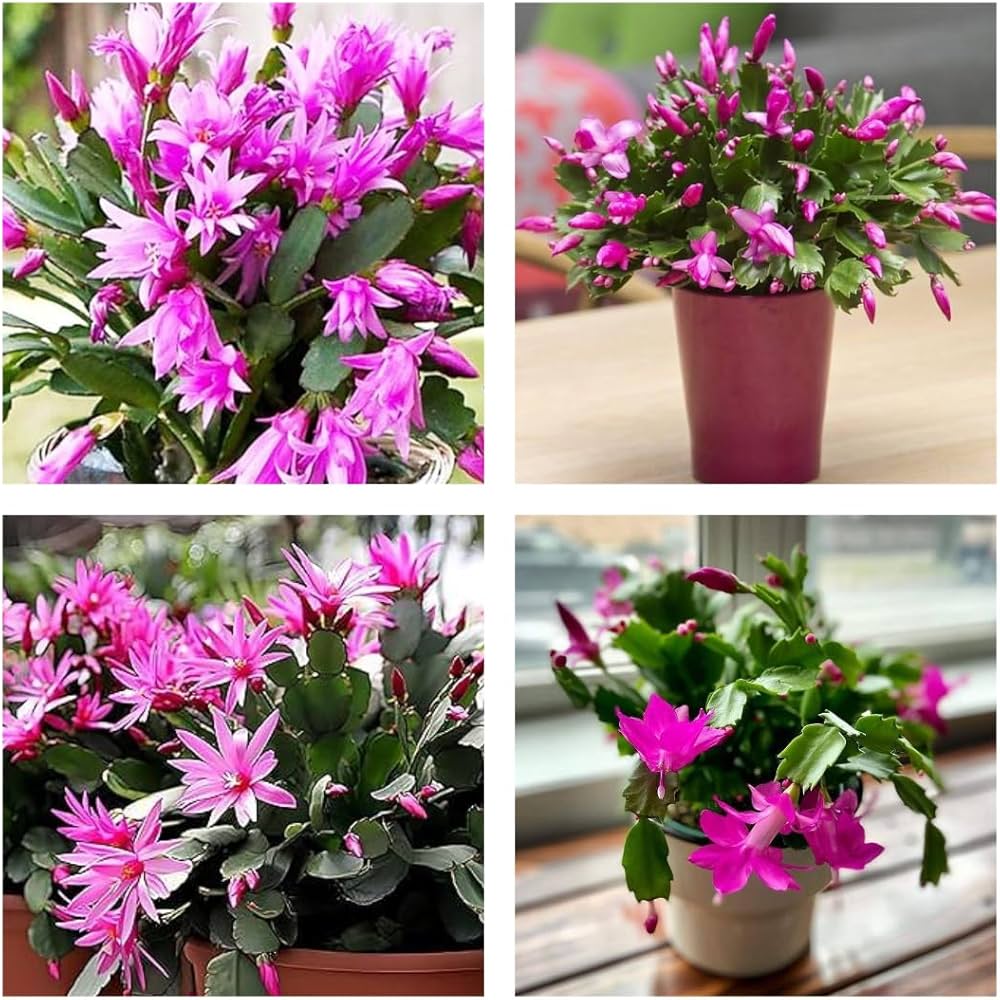 Lila Weihnachtskaktus Blumensamen zur Aussaat – farbenfroh Schau – Traditionssorte & ohne Gentechnik Samen Hausgarten