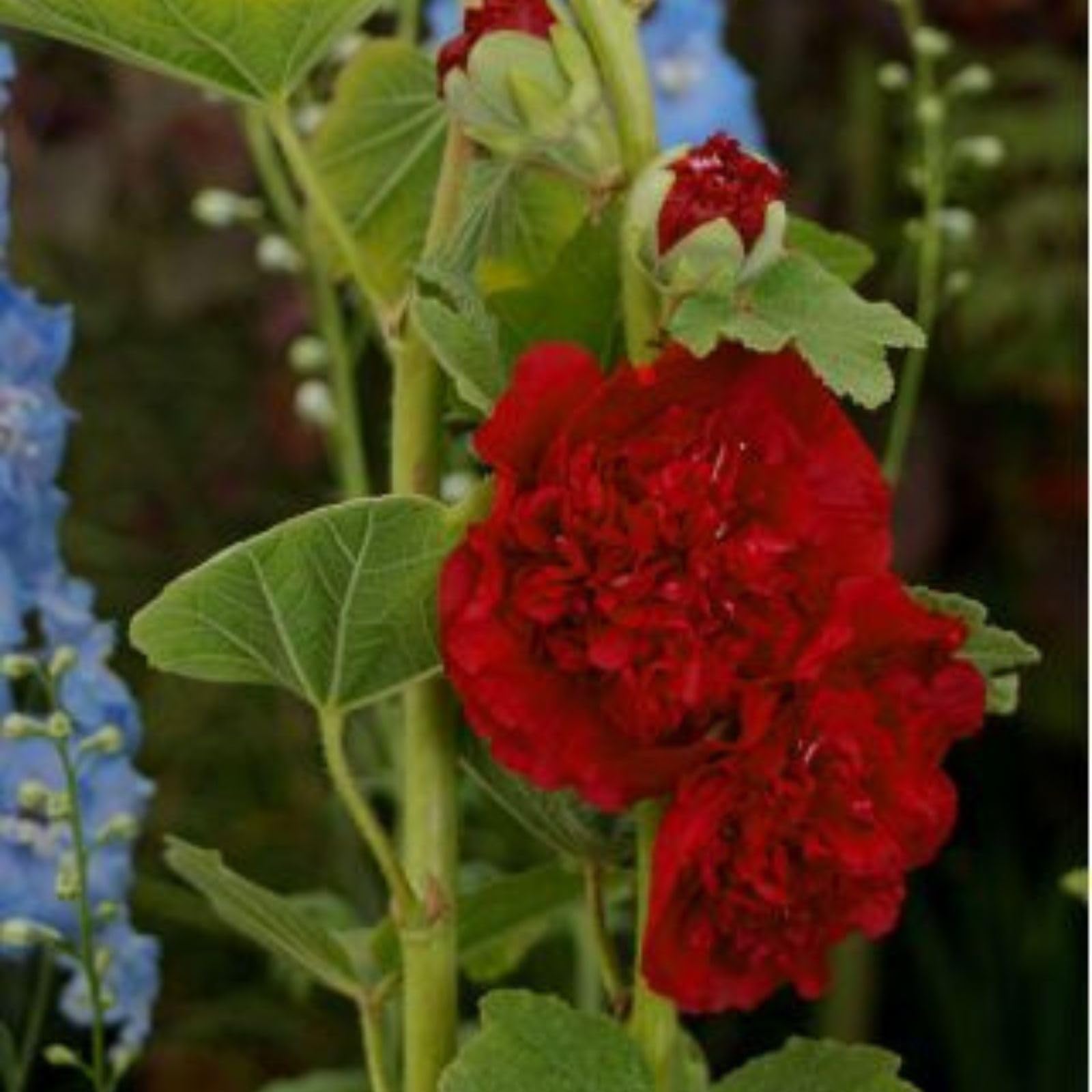 Orange Stockrose Alcea rosea Blumensamen zur Aussaat Blume Beet