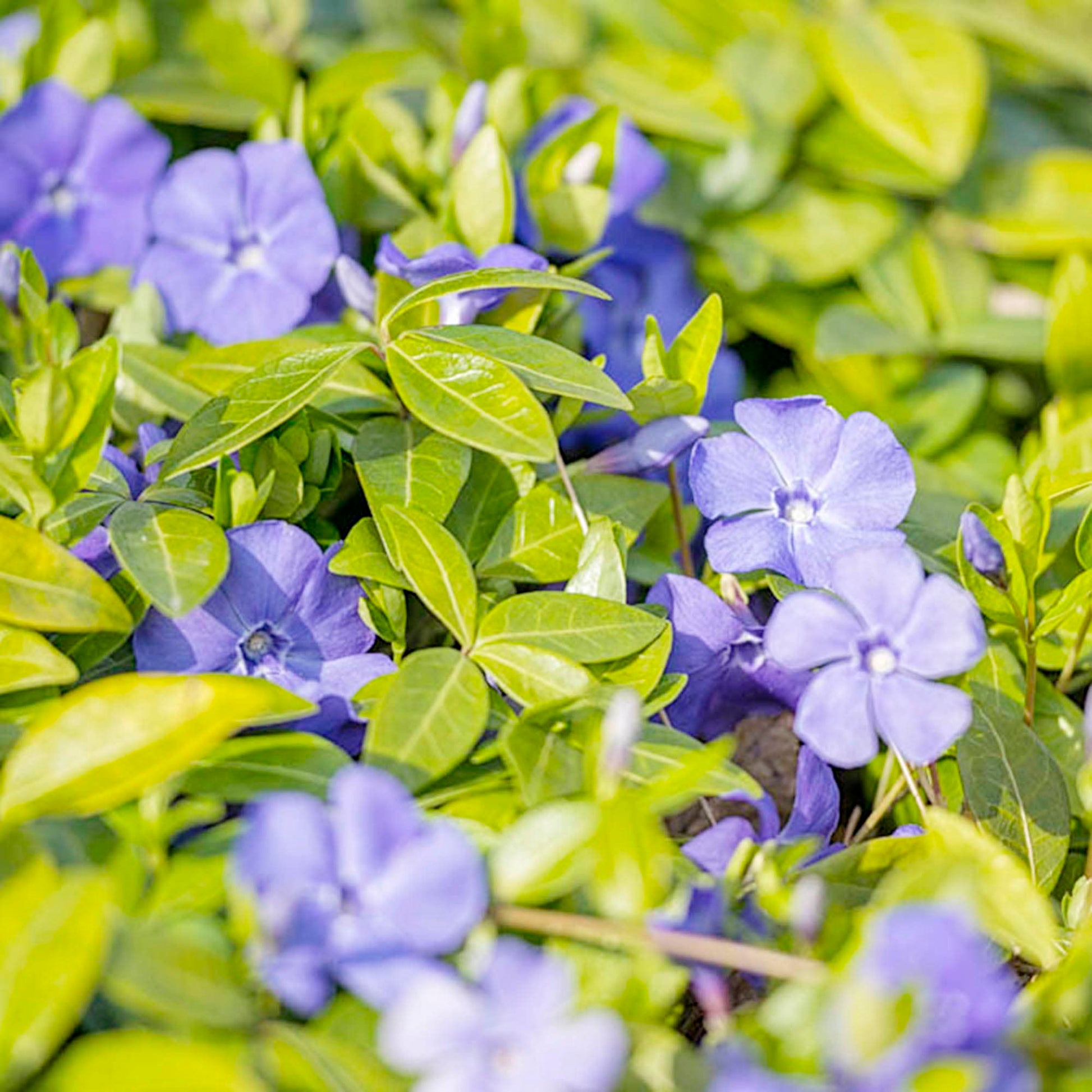 Immergrün Sunstorm Lila Samen – einjährig Immergrün Blumen Sunny Spots