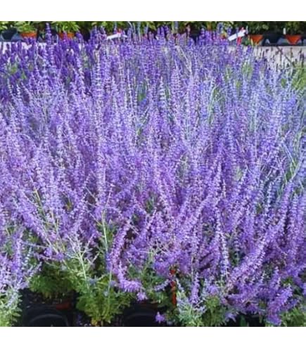 Russian sage blume samen for anpflanzung - seasonal bloomer, heirloom & gmo free samen for home garten
 
 sale samen for home garten