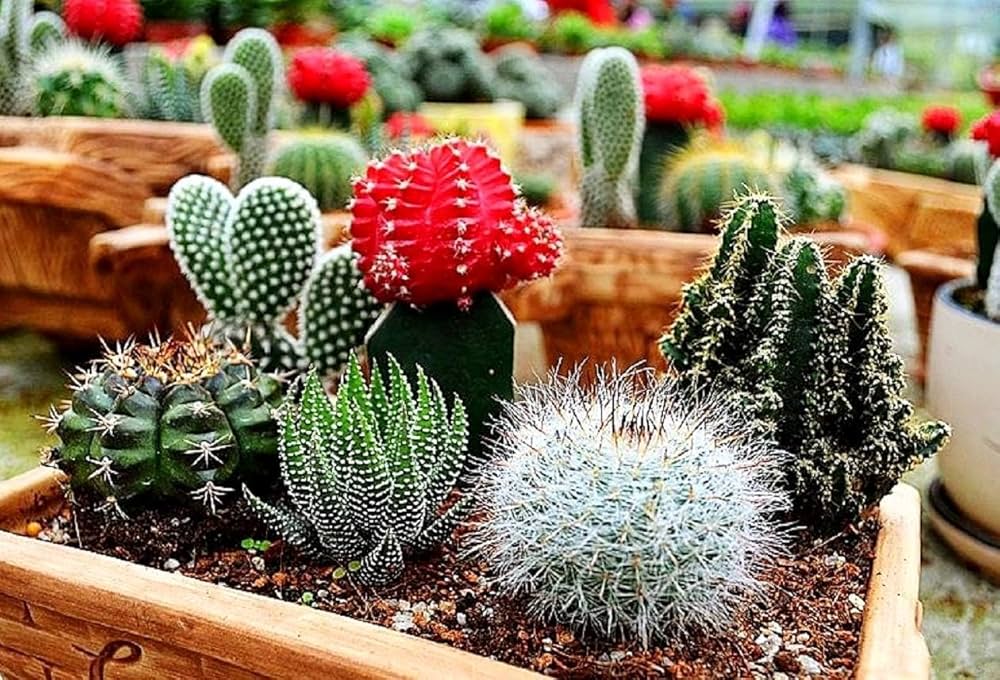 Blühend Cactus Samen zur Aussaat Cactaceae Gemischt Blume Beet Stein Garten