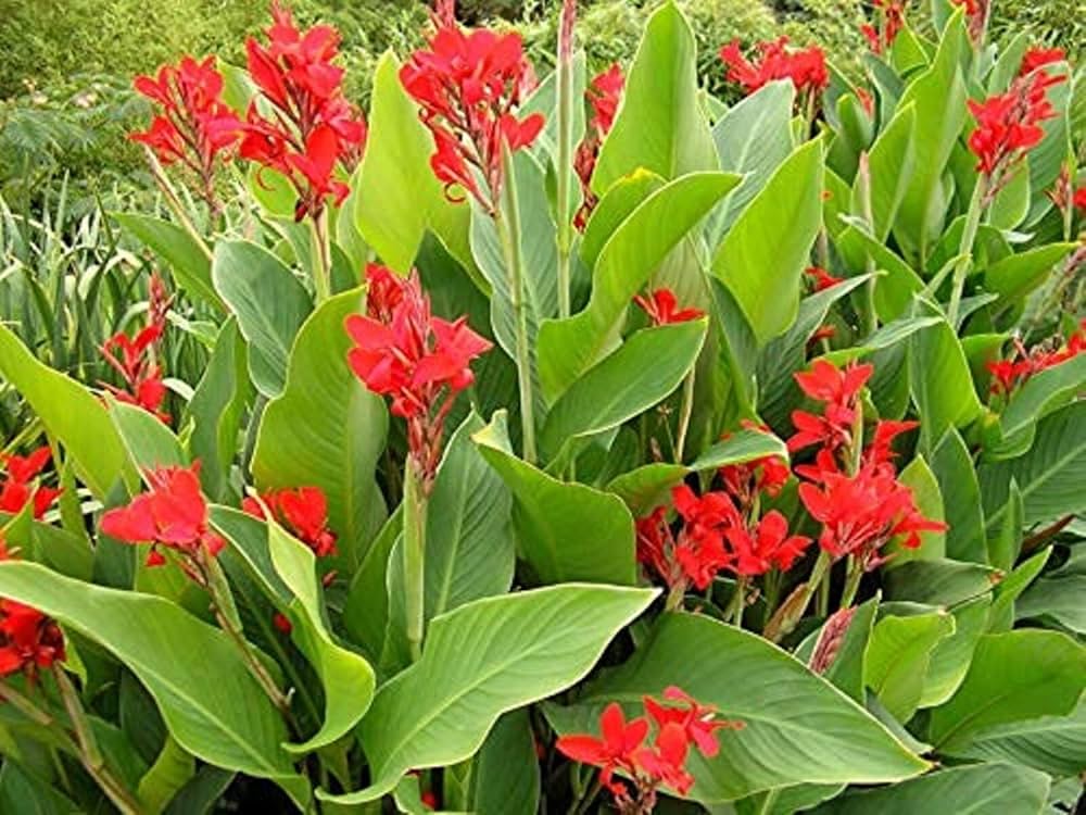 Canna Lilie Blumensamen zur Aussaat – Halbschatten verträglich – Traditionssorte & ohne Gentechnik Samen Hausgarten