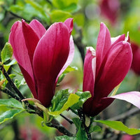 Magnolia campbellii Rosa Blume Baum Samen (Zone 7+)