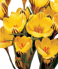 Gelb Crocus Blumensamen robust Sorte Traditionssorte & ohne Gentechnik Samen Hausgarten