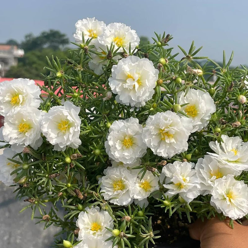 Weiß portulaca blume samen for anpflanzung - hardy variety, heirloom & gmo free samen for home garten
sale for anpflanzung in home garten.
