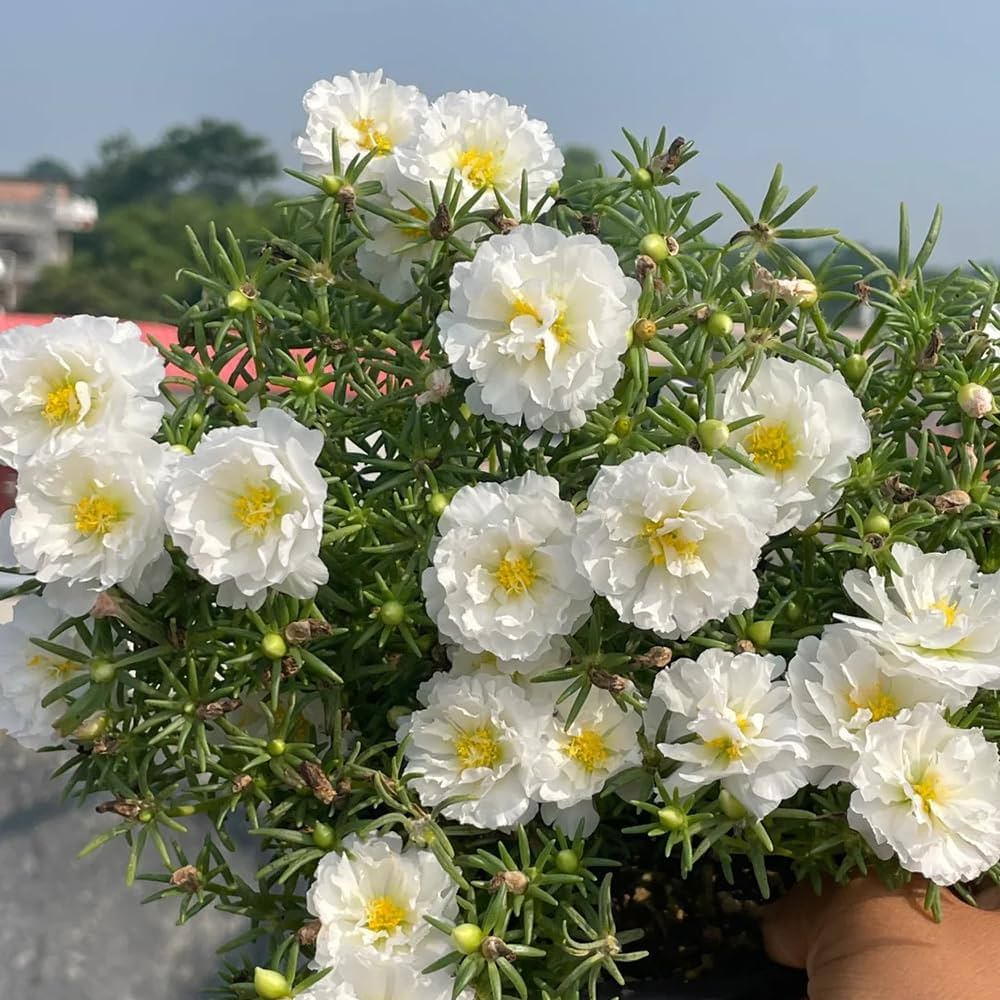 Weiß portulaca blume samen for anpflanzung - hardy variety, heirloom & gmo free samen for home garten
 
 sale for anpflanzung in home garten.