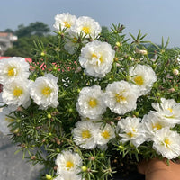 Weiß MossRose Blumensamen zur Aussaat farbenfroh Schau Traditionssorte & ohne Gentechnik Samen Hausgarten