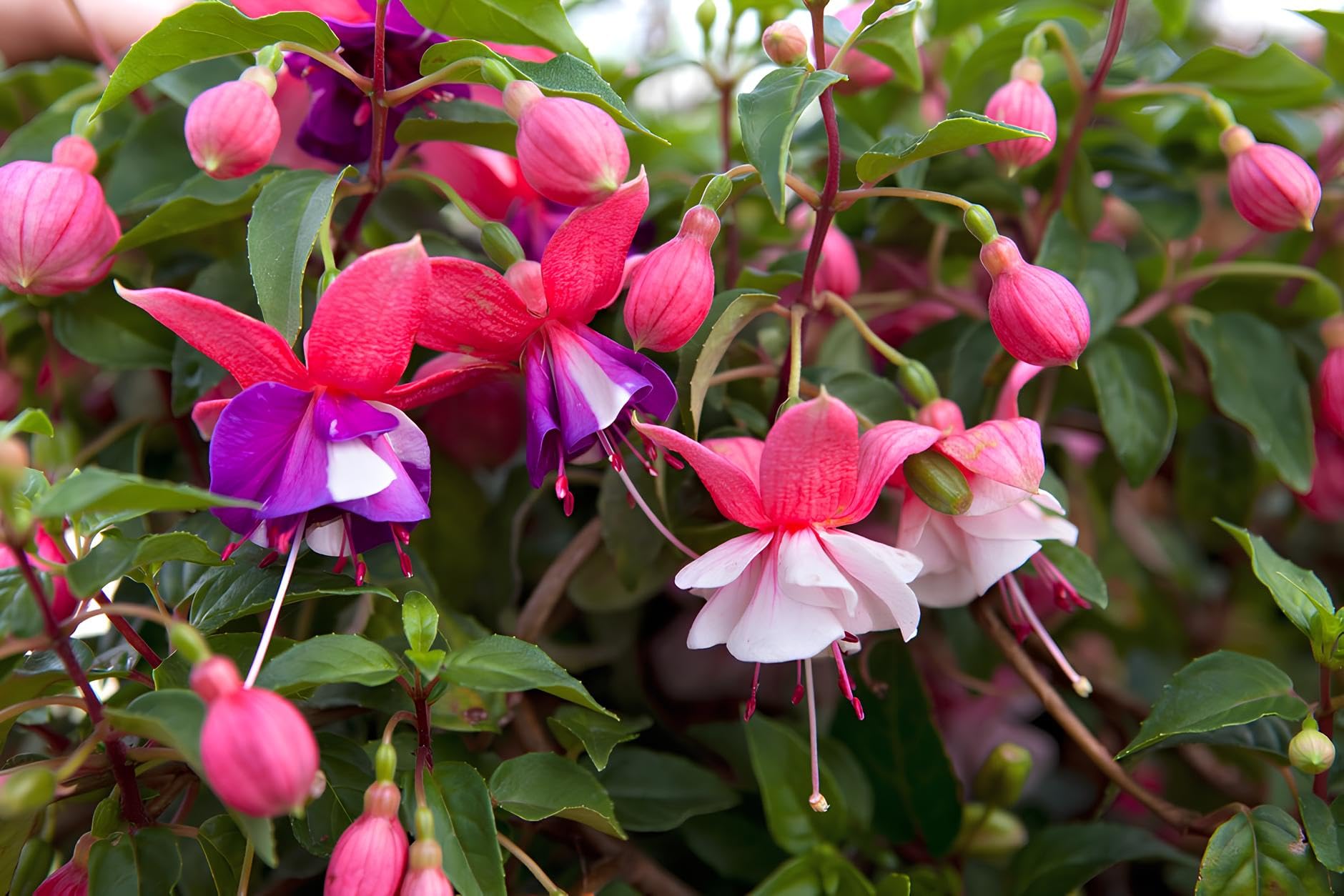 Mischung Lantern Fuchsie Blumensamen zur Aussaat Schnitt Blume beliebt Traditionssorte & ohne Gentechnik Samen Hausgarten