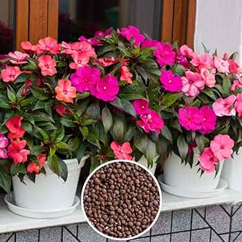 Impatiens Impreza Rot Samen zur Aussaat ausdrucksstark Halbschatten Gartenblumen