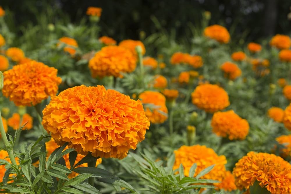 Marigold orange tagetes erecta for anpflanzung in blume bed