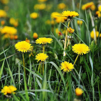 Dandelion Taraxacum officinale Leaves Asparagus Samen zur Aussaat Vegetable Patch und Garten
