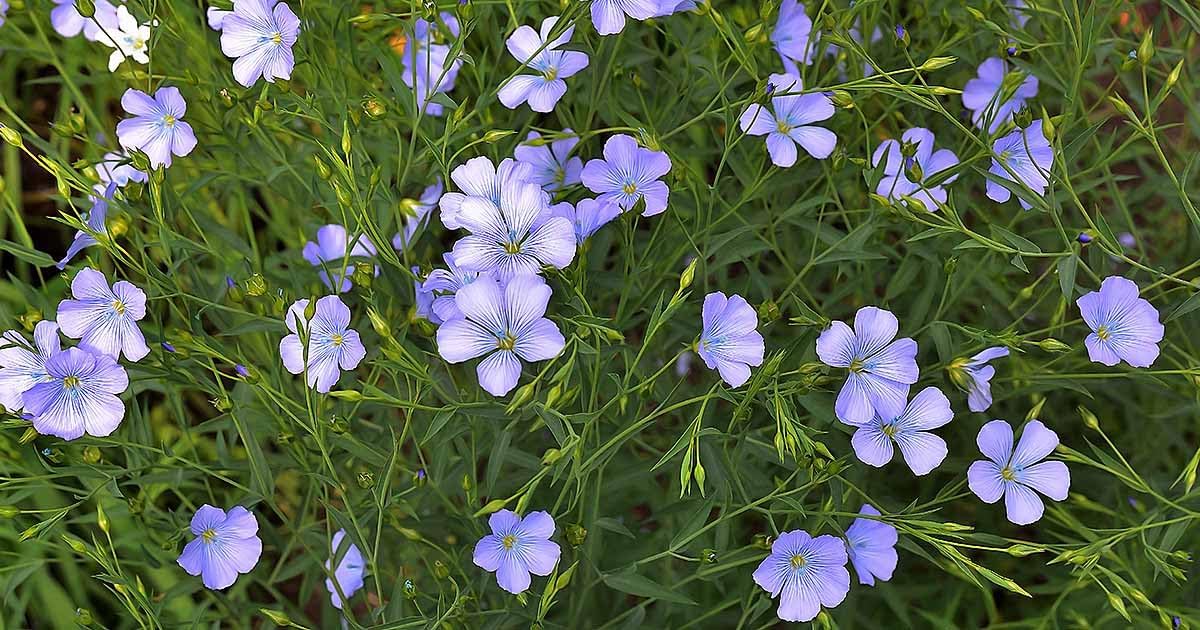 Flax (flax blume) samen for anpflanzung in home garten