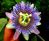 Passion Blume Bonsai (Incarnate Passiflora)
