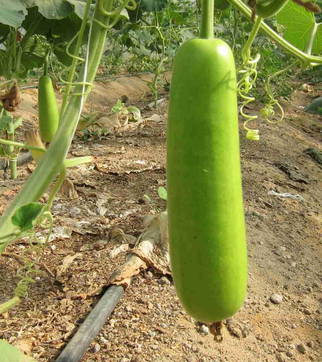 Bottle Gourd Lagenaria siceraria Gemüsesamen