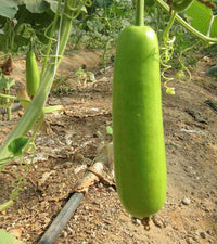 Bottle Gourd Lagenaria siceraria Gemüsesamen
