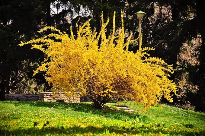 Forsythia Suspensa Weeping Forsythia Gelb Blumensamen