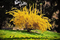 Forsythia Suspensa Weeping Forsythia Gelb Blumensamen