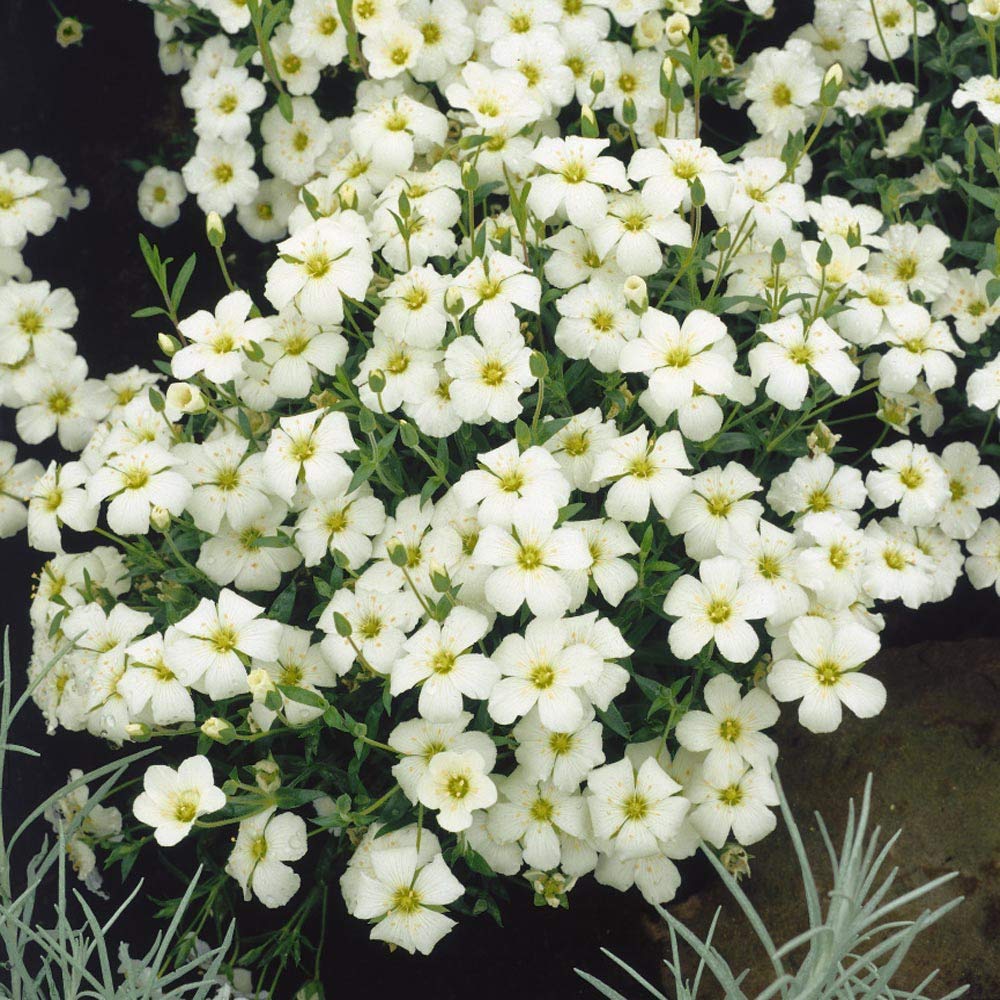 Arenaria Montana Samen zur Aussaat Stein Garten Bodendecker Rabatten