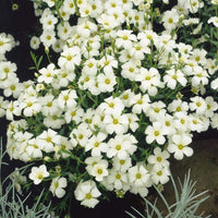Arenaria Montana Samen zur Aussaat Stein Garten Bodendecker Rabatten