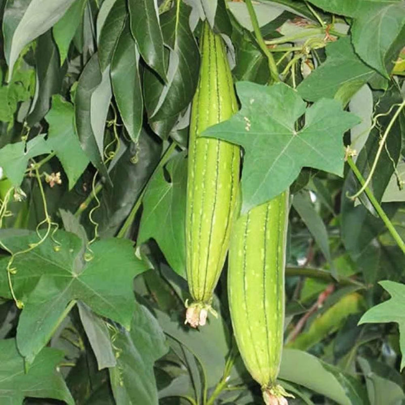 Semi di luffa verde da piantare