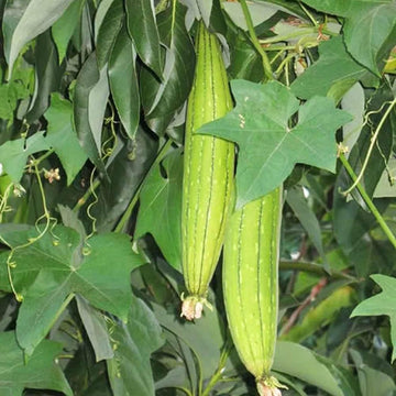 Green Luffa Sponge Gemüse Samen zum Pflanzen