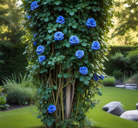 Blau kletternd Rose Blumensamen zur Aussaat leuchtend Blüten Traditionssorte & ohne Gentechnik Samen Hausgarten