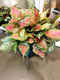 Gelb Aglaonema Blumensamen zur Aussaat – kompakt Wuchs – Traditionssorte & ohne Gentechnik Samen Hausgarten