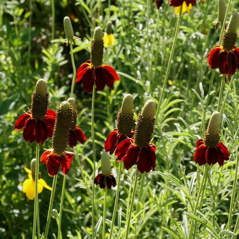 Ratibida Columnaris Blumensamen zur Aussaat Garten beliebt Traditionssorte & ohne Gentechnik Samen Hausgarten