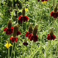 Ratibida Columnaris Blumensamen zur Aussaat Garten beliebt Traditionssorte & ohne Gentechnik Samen Hausgarten