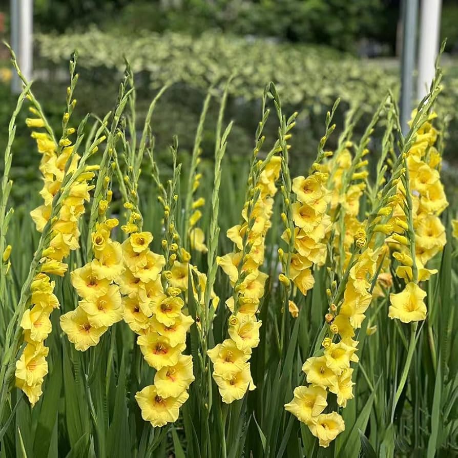 Soft Rosa Gelb Gladiole Blumensamen zur Aussaat Wildblume Mischung Traditionssorte & ohne Gentechnik Samen Hausgarten